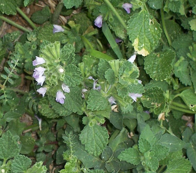 Ballota nigra var. uncinata Ballota nigra var. uncinata