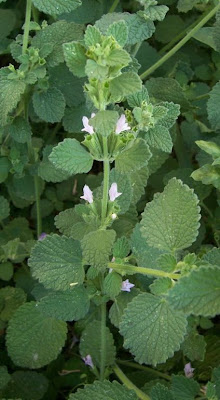 Ballota nigra var. uncinata Ballota nigra var. uncinata
