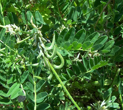Astragalus hamosus,
Astragalo falciforme,
European milkvetch,
milkvetch,
Southern Milk Vetch Astragalus hamosus,
Astragalo falciforme,
European milkvetch,
milkvetch,
Southern Milk Vetch