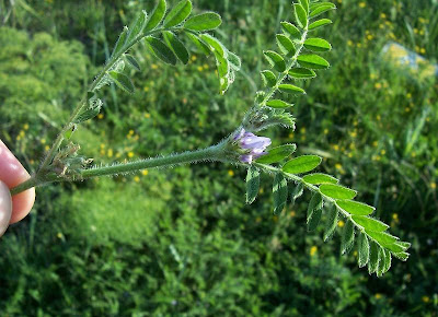 Astragalus sesameus,
Astragalo minore,
Small Flowered Milk Vetch