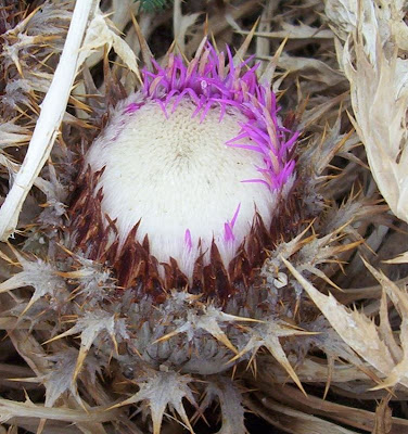 Atractylis gummifera,
acanthomastich,
Masticogna laticifera,
Pine Thistle,
pseudomastich Atractylis gummifera,
acanthomastich,
Masticogna laticifera,
Pine Thistle,
pseudomastich