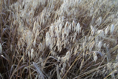 Avena sativa,
aveia,
aveia-amarela,
avena,
Avena comune,
avena común,
avena roja,
avoine byzantine,
avoine cultivée,
Biada,
common oat,
Common oats,
Hafer,
ma-karasu-mugi,
Mittelmeerhafer,
oat,
oatgrass (common) Avena sativa,
aveia,
aveia-amarela,
avena,
Avena comune,
avena común,
avena roja,
avoine byzantine,
avoine cultivée,
Biada,
common oat,
Common oats,
Hafer,
ma-karasu-mugi,
Mittelmeerhafer,
oat,
oatgrass (common)