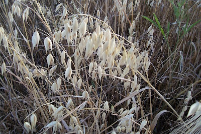 Avena sativa,
aveia,
aveia-amarela,
avena,
Avena comune,
avena común,
avena roja,
avoine byzantine,
avoine cultivée,
Biada,
common oat,
Common oats,
Hafer,
ma-karasu-mugi,
Mittelmeerhafer,
oat,
oatgrass (common) Avena sativa,
aveia,
aveia-amarela,
avena,
Avena comune,
avena común,
avena roja,
avoine byzantine,
avoine cultivée,
Biada,
common oat,
Common oats,
Hafer,
ma-karasu-mugi,
Mittelmeerhafer,
oat,
oatgrass (common)