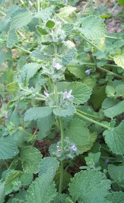 Ballota nigra var. uncinata Ballota nigra var. uncinata