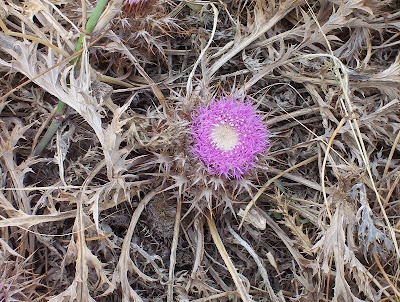 Atractylis gummifera,
acanthomastich,
Masticogna laticifera,
Pine Thistle,
pseudomastich Atractylis gummifera,
acanthomastich,
Masticogna laticifera,
Pine Thistle,
pseudomastich