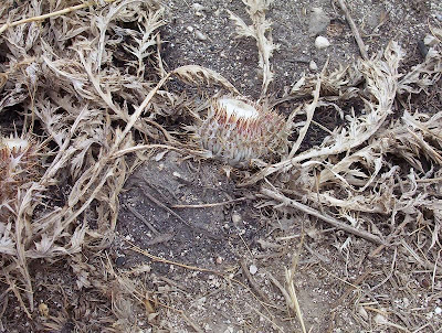 Atractylis gummifera,
acanthomastich,
Masticogna laticifera,
Pine Thistle,
pseudomastich Atractylis gummifera,
acanthomastich,
Masticogna laticifera,
Pine Thistle,
pseudomastich