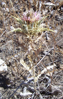 Woolly Carline Thistle Woolly Carline Thistle