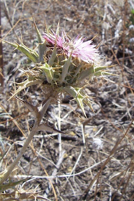 Carlina lanata L.