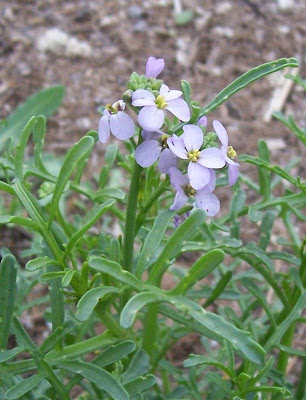 Cakile maritima,
European searocket,
Ravastrello marittimo,
sea rocket Cakile maritima,
European searocket,
Ravastrello marittimo,
sea rocket