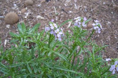 Cakile maritima,
European searocket,
Ravastrello marittimo,
sea rocket Cakile maritima,
European searocket,
Ravastrello marittimo,
sea rocket