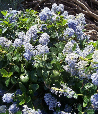 Blue blossom ceanothus Blue blossom ceanothus