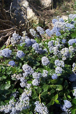 Blue blossom ceanothus Blue blossom ceanothus