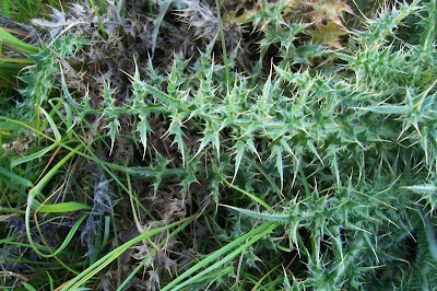 Carduus micropterus (Borb&aacute;s) Teyber
