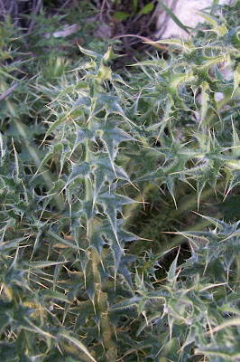 Carduus micropterus (Borb&aacute;s) Teyber