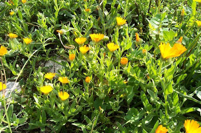 Calendula arvensis,
Acker-Ringelblume,
erva-vaqueira,
field marigold,
field-marigold,
Fiorrancio selvatico,
maravilla del campo,
souci des champs Calendula arvensis,
Acker-Ringelblume,
erva-vaqueira,
field marigold,
field-marigold,
Fiorrancio selvatico,
maravilla del campo,
souci des champs