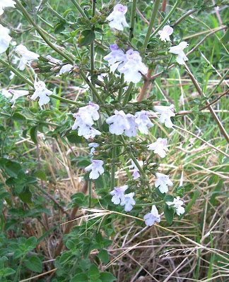Calamintha nepeta,
calament,
echte Bergminze,
Katzen-Bergthymian,
kleinbl&uuml;tige Bergminze,
lesser calamint,
menthe de montagne,
mentuccia commune,
Mentuccia comune,
Nepetella,
Poleggio selvatico