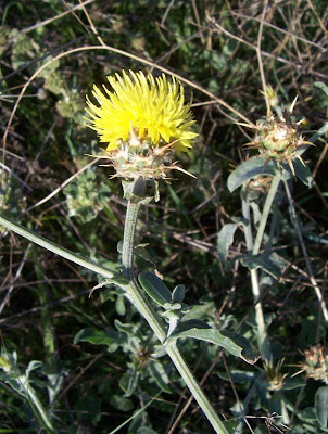 Centaurea nizzarda Centaurea nizzarda
