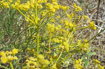 Cachrys libanotis,
Basilisco liscio Cachrys libanotis,
Basilisco liscio