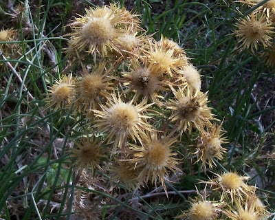 Clustered Carline Thistle