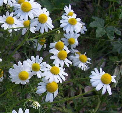 Camomilla comune Camomilla comune
