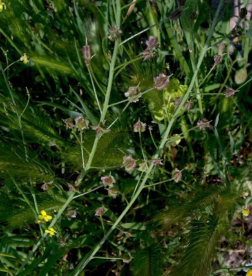 Bunias erucago,
bunias fausse roquette,
Cascellore comune,
crested wartycabbage,
ma&ccedil;a-de-bedel,
Morgenl&auml;ndisches Zackensch&ouml;tchen,
mostacilla,
Southern Warty Cabbage
