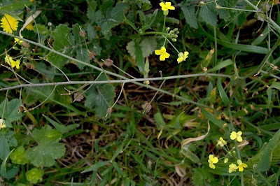 Bunias erucago,
bunias fausse roquette,
Cascellore comune,
crested wartycabbage,
ma&ccedil;a-de-bedel,
Morgenl&auml;ndisches Zackensch&ouml;tchen,
mostacilla,
Southern Warty Cabbage