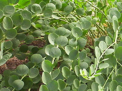 Caper Plant Caper Plant