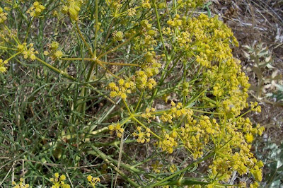 Cachrys libanotis,
Basilisco liscio Cachrys libanotis,
Basilisco liscio