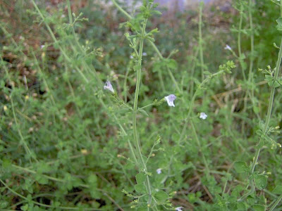 Calamintha nepeta,
calament,
echte Bergminze,
Katzen-Bergthymian,
kleinbl&uuml;tige Bergminze,
lesser calamint,
menthe de montagne,
mentuccia commune,
Mentuccia comune,
Nepetella,
Poleggio selvatico