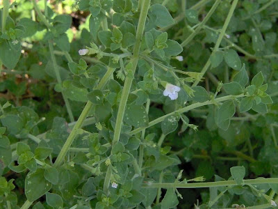 Calamintha nepeta,
calament,
echte Bergminze,
Katzen-Bergthymian,
kleinbl&uuml;tige Bergminze,
lesser calamint,
menthe de montagne,
mentuccia commune,
Mentuccia comune,
Nepetella,
Poleggio selvatico