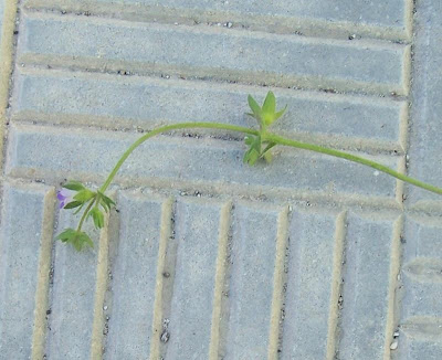 Campanula minore Campanula minore