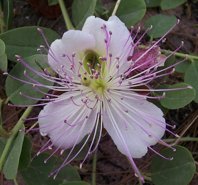 Caper Plant Caper Plant