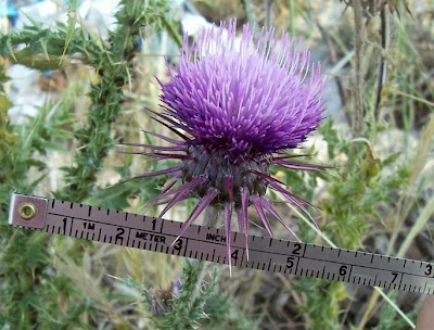 Carduus micropterus (Borb&aacute;s) Teyber