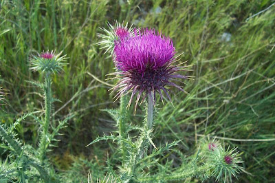 Carduus micropterus (Borb&aacute;s) Teyber