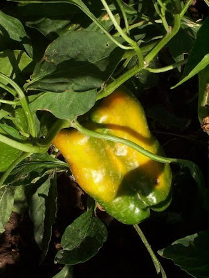 Cayenne pepper