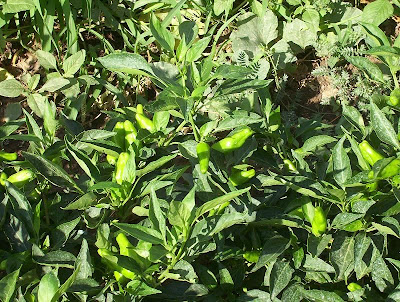 Cayenne pepper