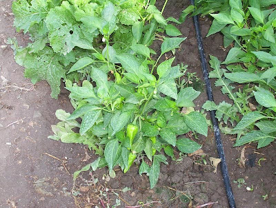 Cayenne pepper