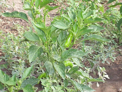 Cayenne pepper