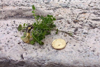 Hairy bittercress