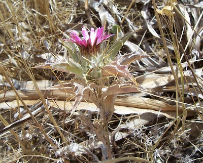 Woolly Carline Thistle Woolly Carline Thistle