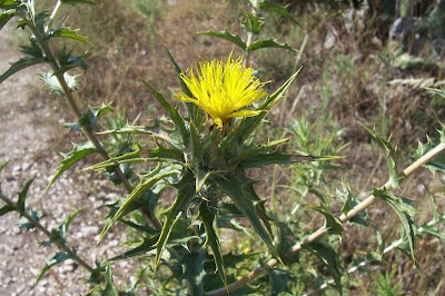 Saffron thistle