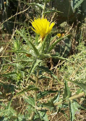 Saffron thistle