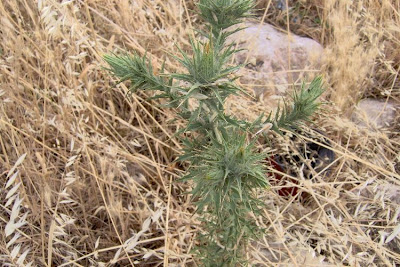 Saffron thistle