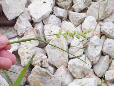 Coastal sandbur Coastal sandbur