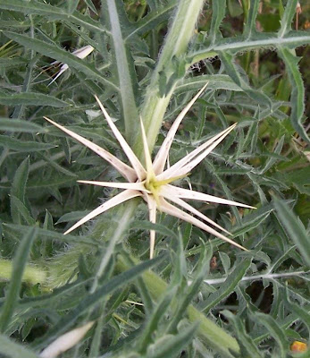 Fiordaliso stellato Fiordaliso stellato