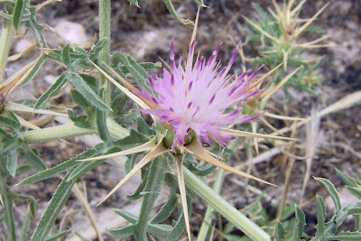 Fiordaliso stellato Fiordaliso stellato