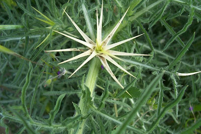 Fiordaliso stellato Fiordaliso stellato