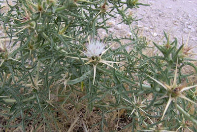 Fiordaliso stellato Fiordaliso stellato