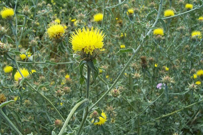 Centaurea nizzarda Centaurea nizzarda