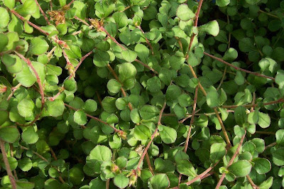 Leadwort Leadwort